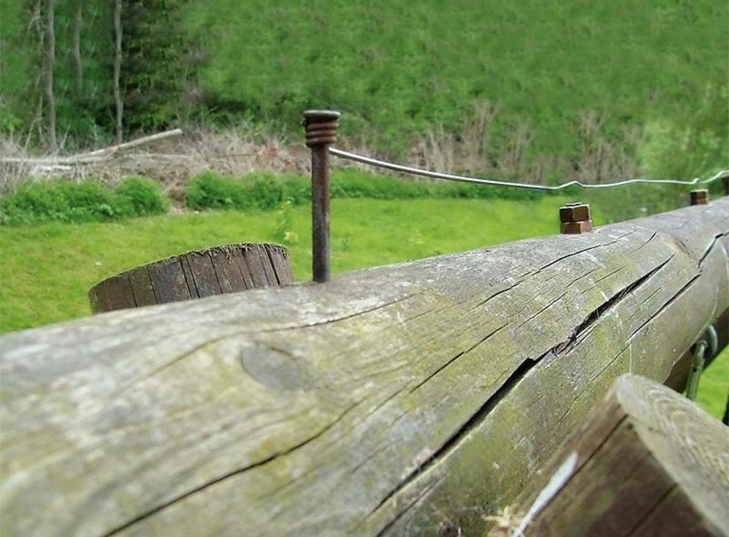 Fågelpiggar Fågelpiggar